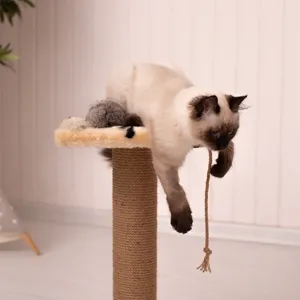 반려동물 놀이 및 훈련