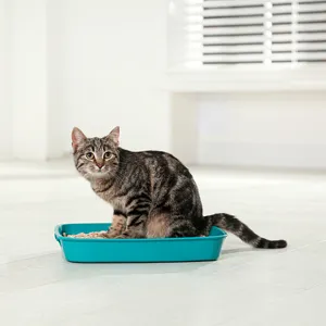 반려동물 폐기물