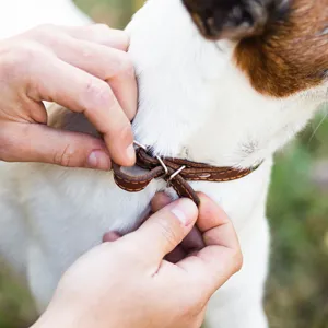 반려동물 목줄/가슴줄